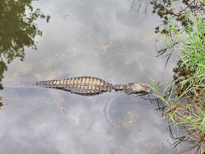 Looking down on an alligator in the water near brush