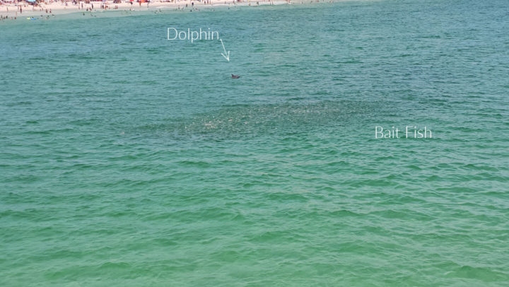 dolphin and bait fish near a white sand beach. 