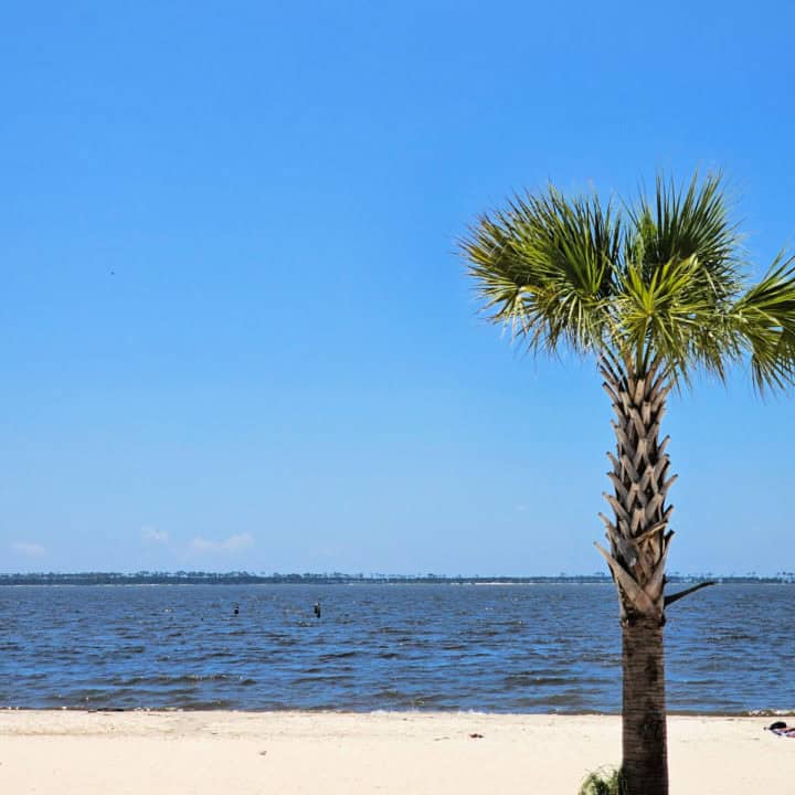 looking at the beach with a palm tree on the right side of the image