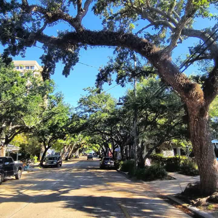 Large tree hanging over a road stores on both sides. 