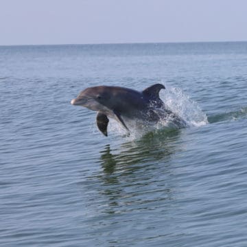 Atlantic Bottlenose Dolphin leaping from the Gulf of Mexico