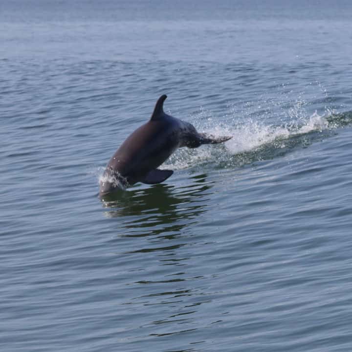 Atlantic Bottlenose dolphin leaping from the water with its nose in the water.