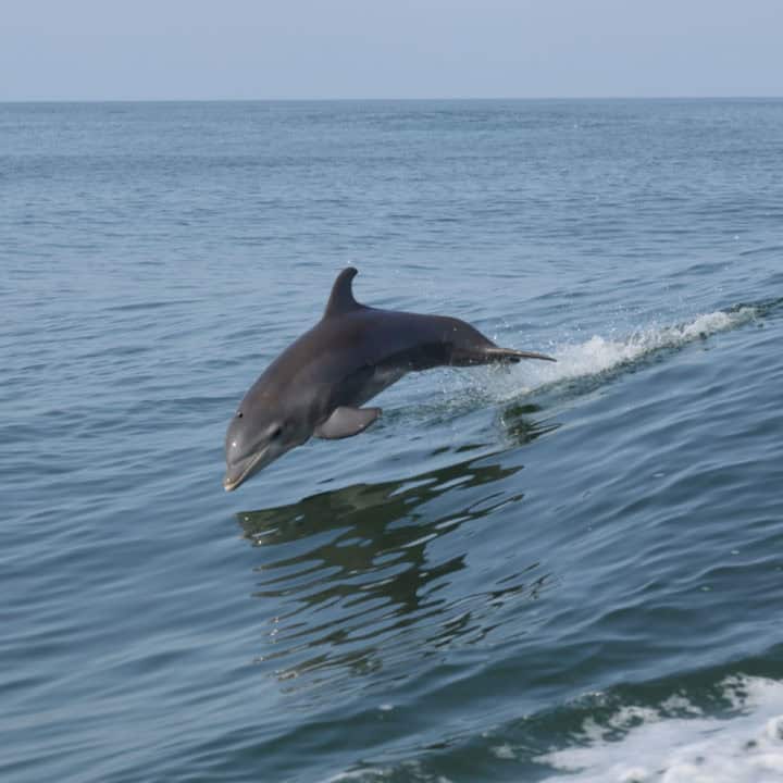 Bottlenose dolphin jumping out of a wave on the Gulf of Mexico