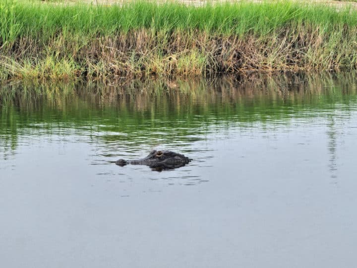 Alligator head poking out of the water with grass in the background