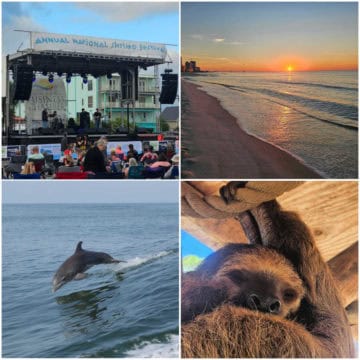 Collage of four images with Shrimp festival stage, sunrise, dolphin leaping out of the water, and a sloth