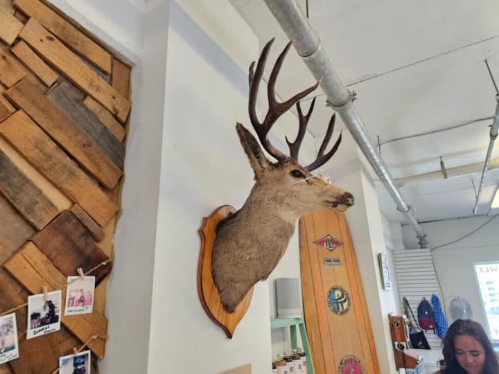 Deer head mounted on the wall wearing sunglasses