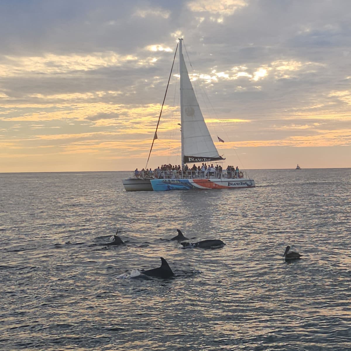 Sailboat at sunset with dolphins and pelicans in front of it. 