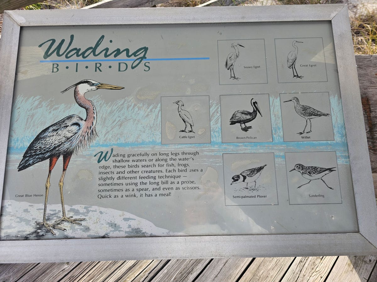 Wading birds panel with bird sketches