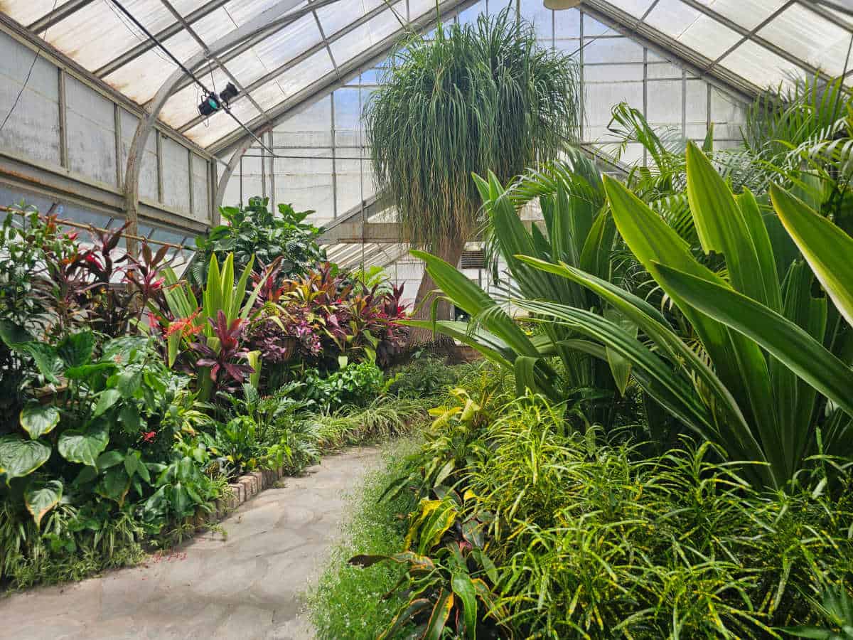 Bellingrath Gardens greenhouse area with large tropical plants