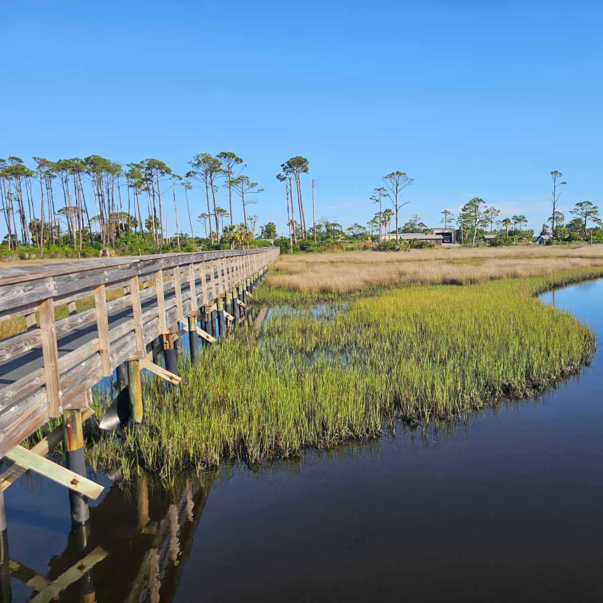 boardwalk over water with trees in the background