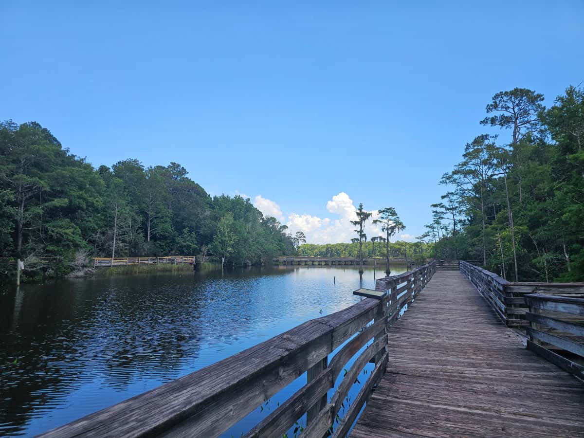 wooden boardwalk along a lake with cypress trees and large trees