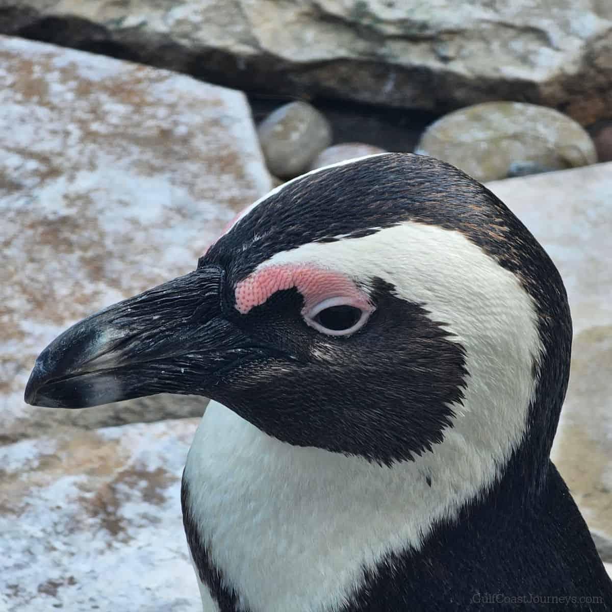 close up of an African penguins face with rocks behind it