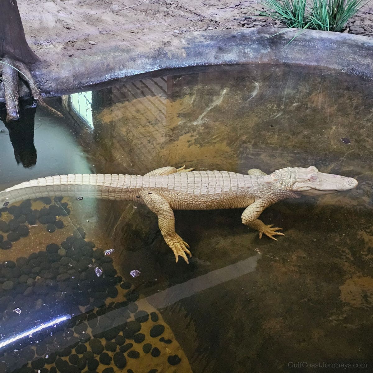 albino alligator floating in a pond