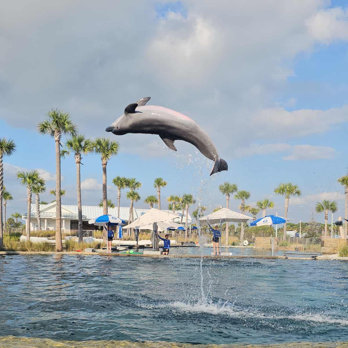 Dolphin leaping upside down with a pink belly over the dolphin oasis at Gulfarium with trainers and palm trees in the background