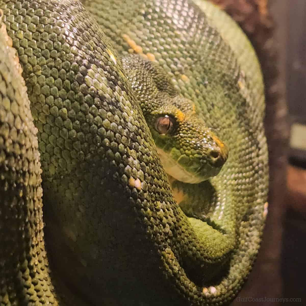 green snake coiled on a branch with a close up of its head