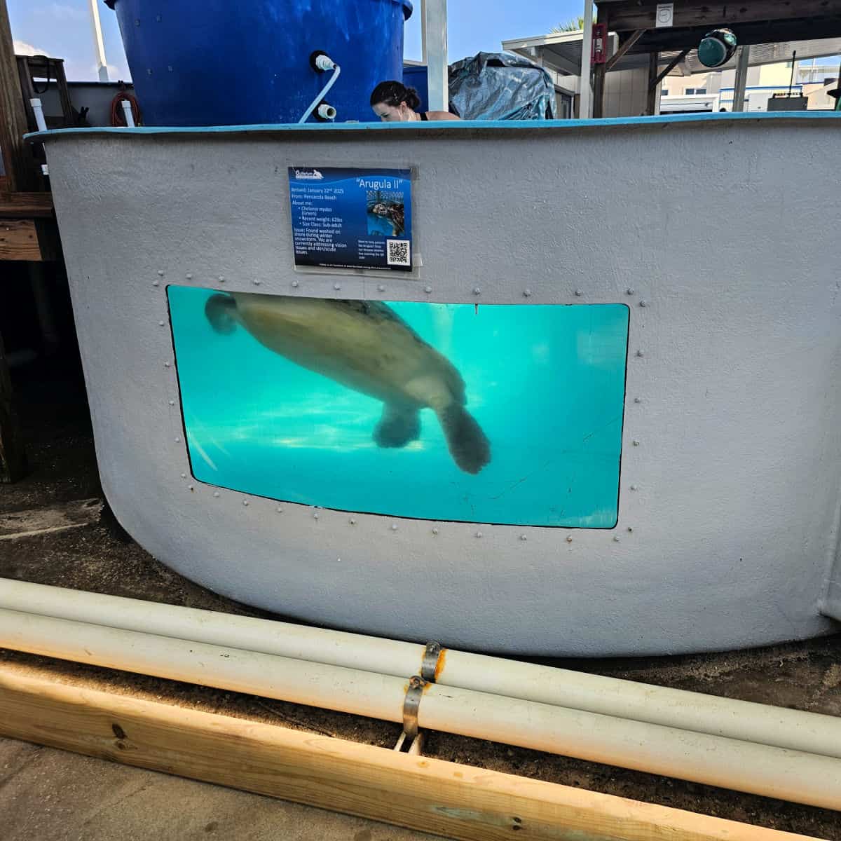 sea turtle in a large pool seen through a viewing window