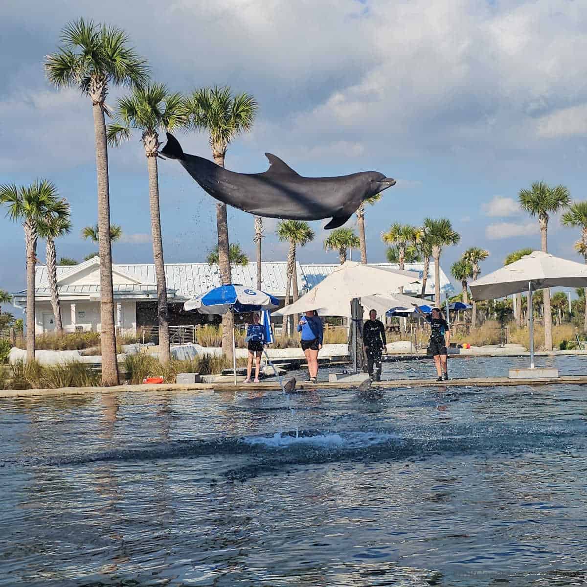 Dolphin leaping from the water with Gulfarium trainers in the background and palm trees
