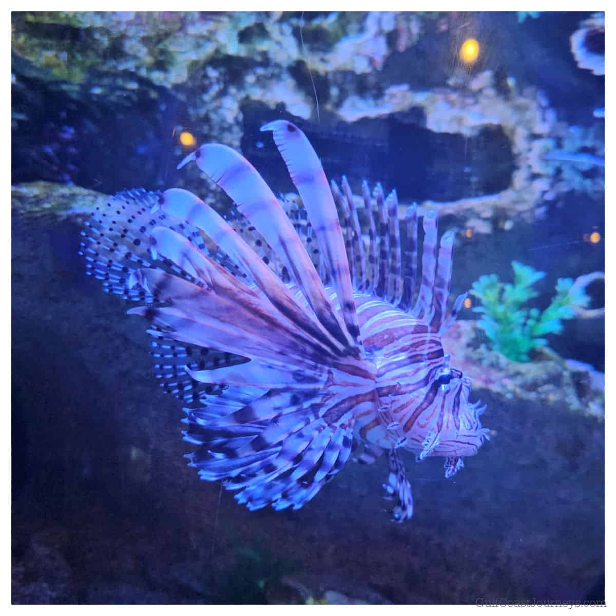 lionfish in an aquarium