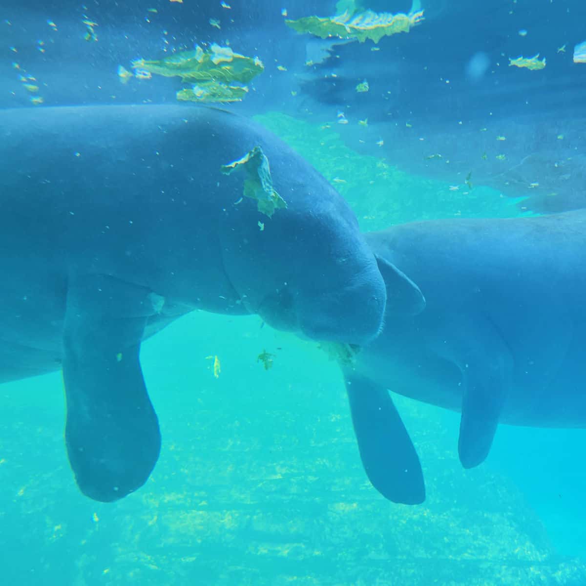 manatees swimming by with lettuce floating in the water