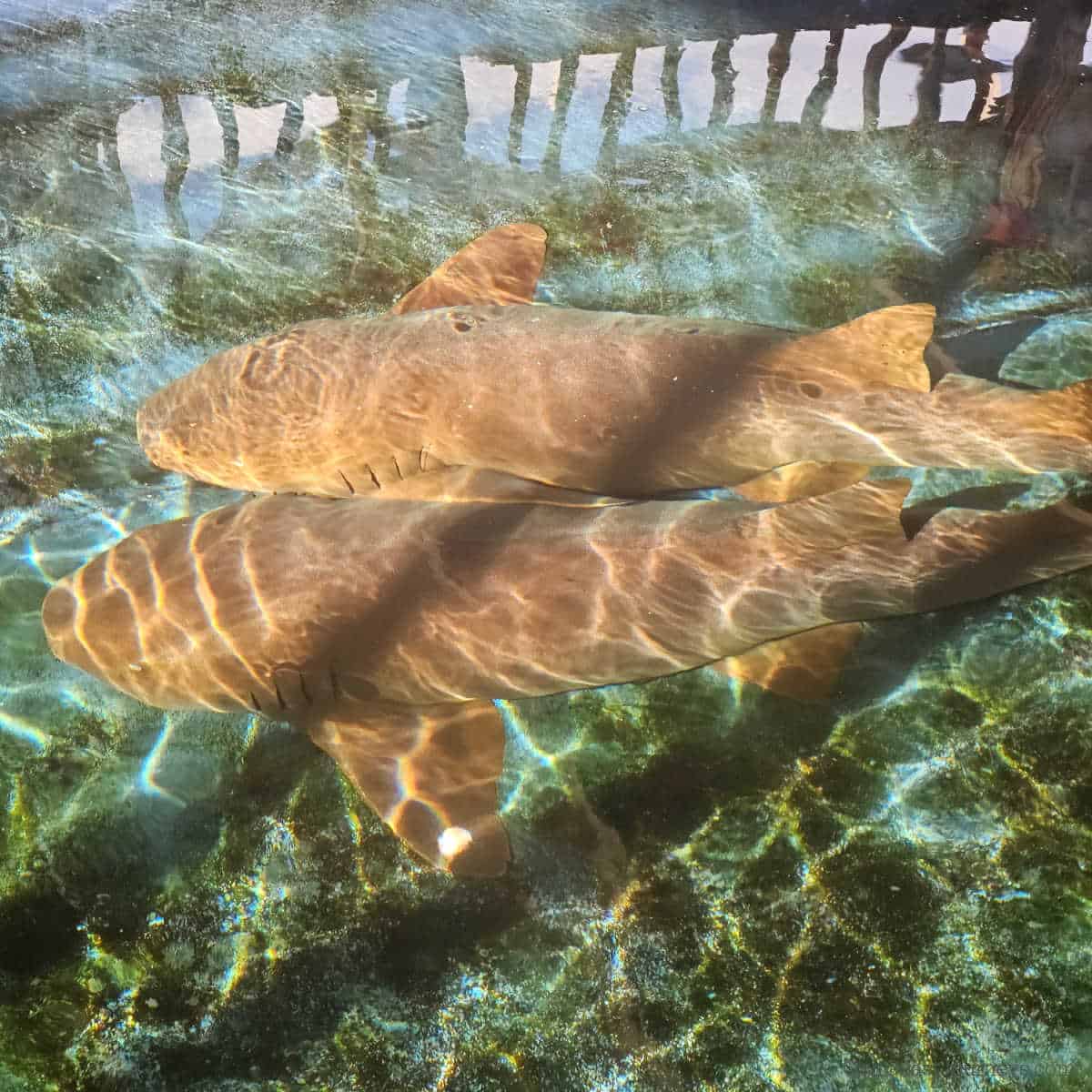 two nurse sharks resting at the bottom of a pool in the sunlight