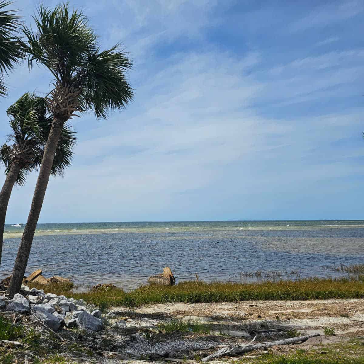 Port St Joe beach with palm trees and brush leading out to the water