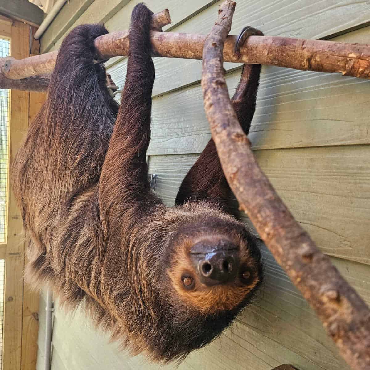 Sloth hanging from a piece of wood staring at the camera