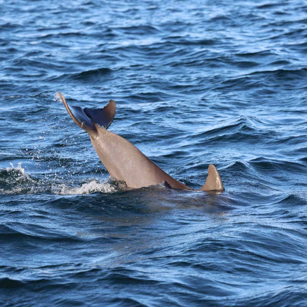 dolphin tail out of the water