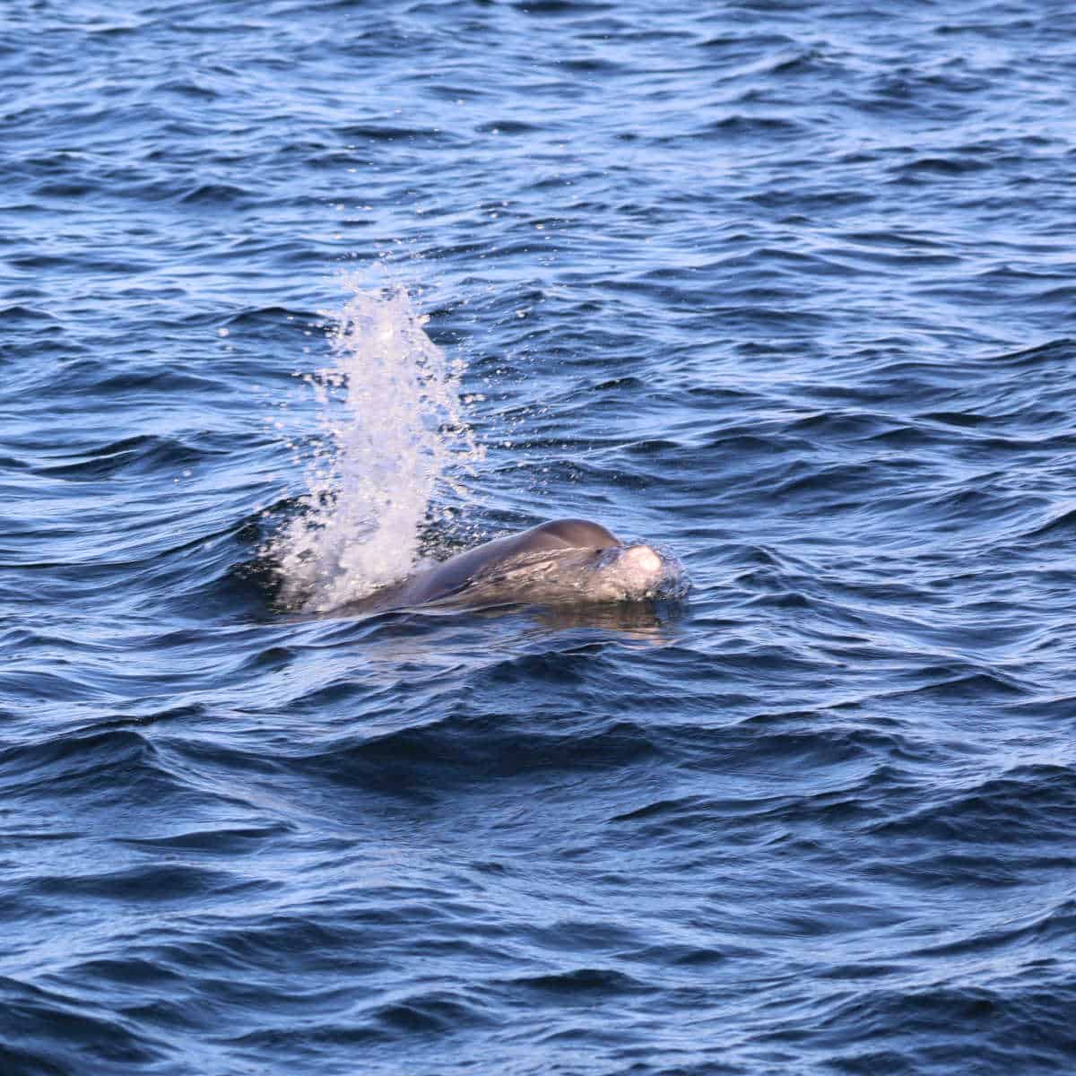 dolphin surfacing through the water with a splash