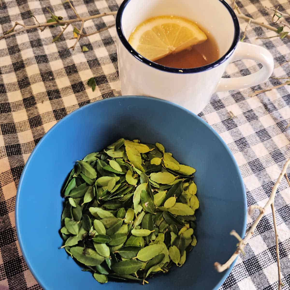 Yaupon leaves in a blue bowl next to a glass of Yaupon tea with a lemon