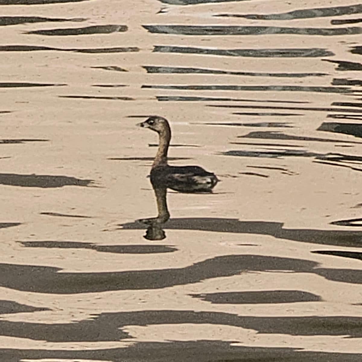 pied billed grebe in the water