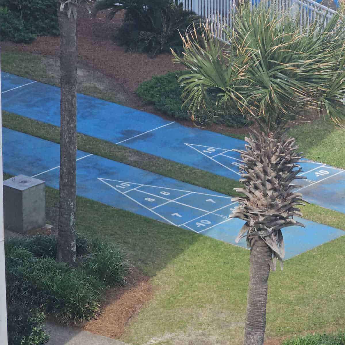 shuffleboard courts with palm tree near it