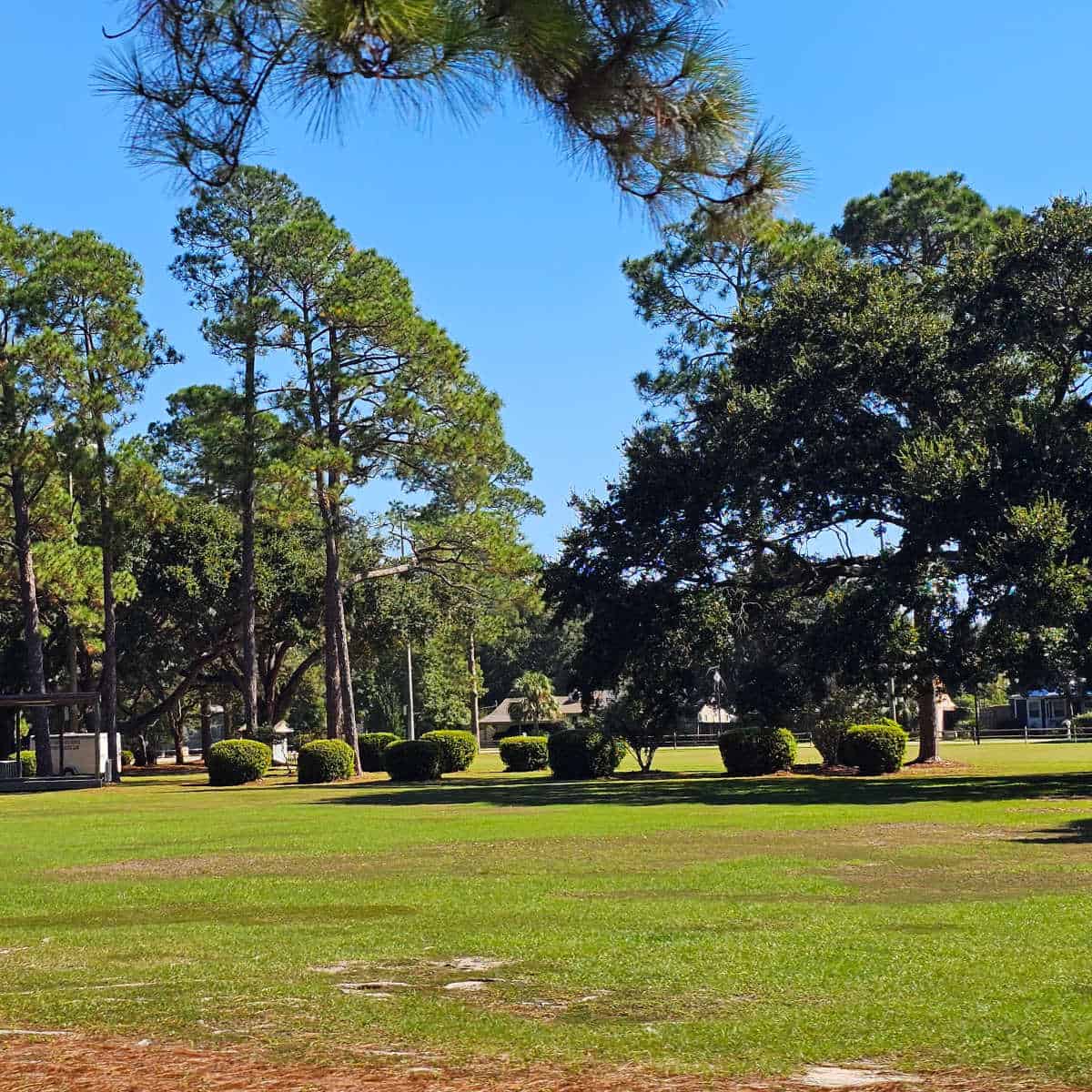 Green lawn area leading to round bushes and lots of trees in Meyer Park