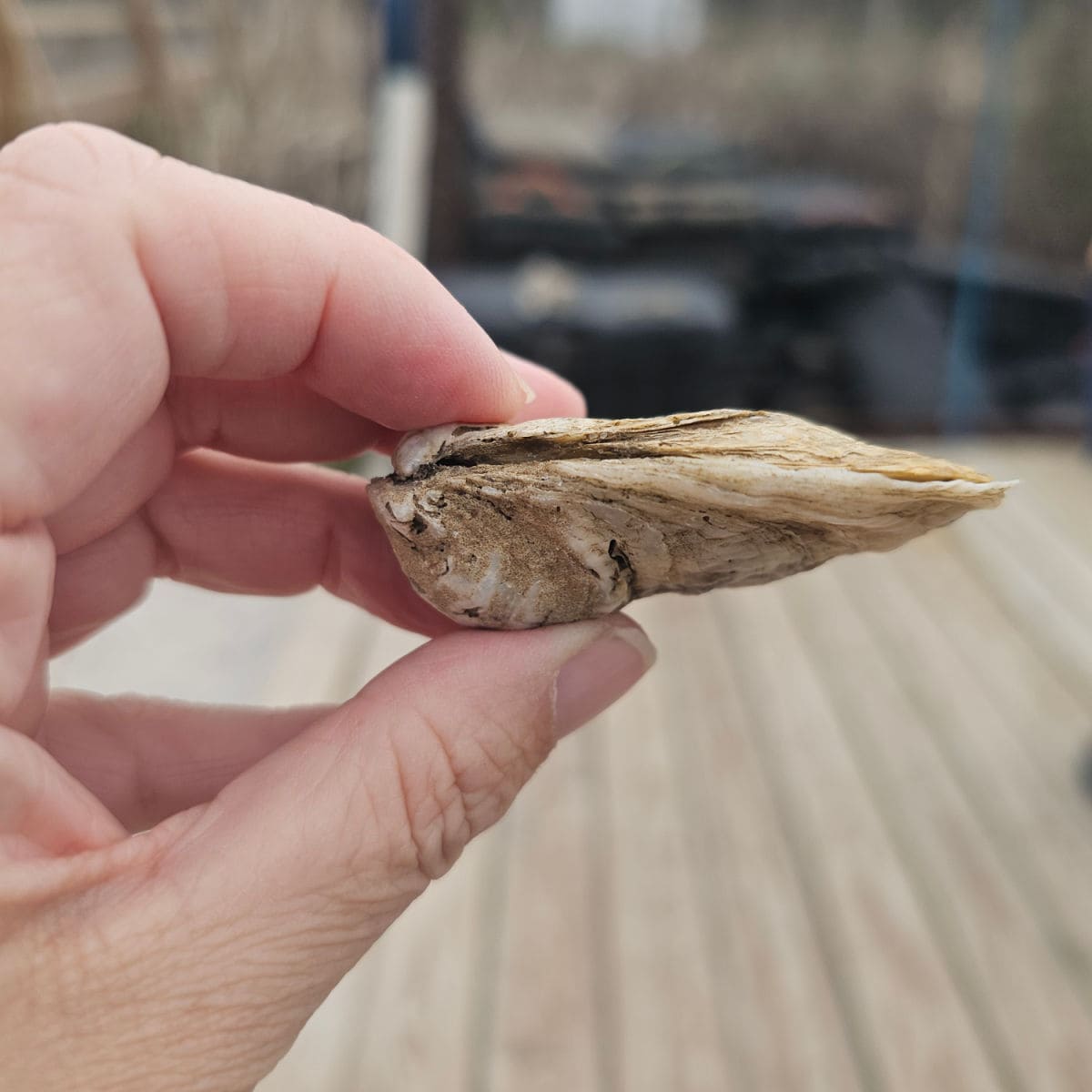hand holding an Admiral oyster with a rounded bottom and a flat top