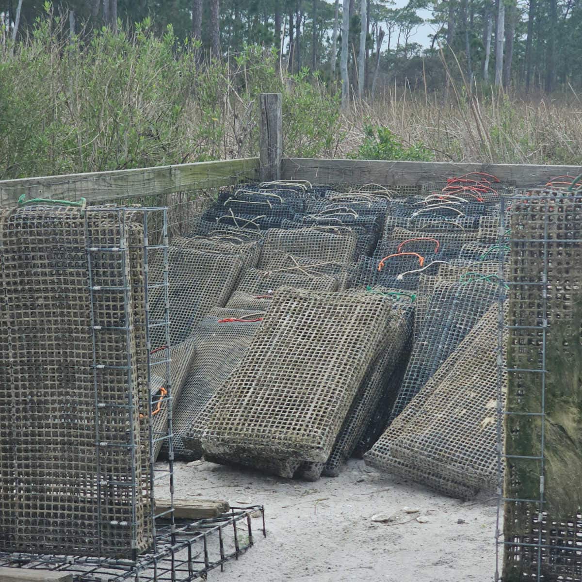 rows of empty oyster cages with grass behind them