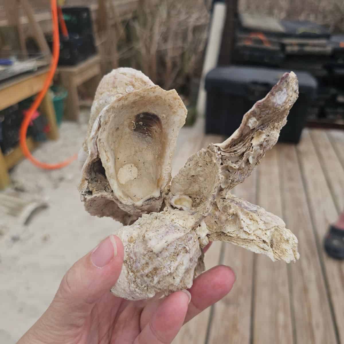 hand holding a cluster of oyster shells