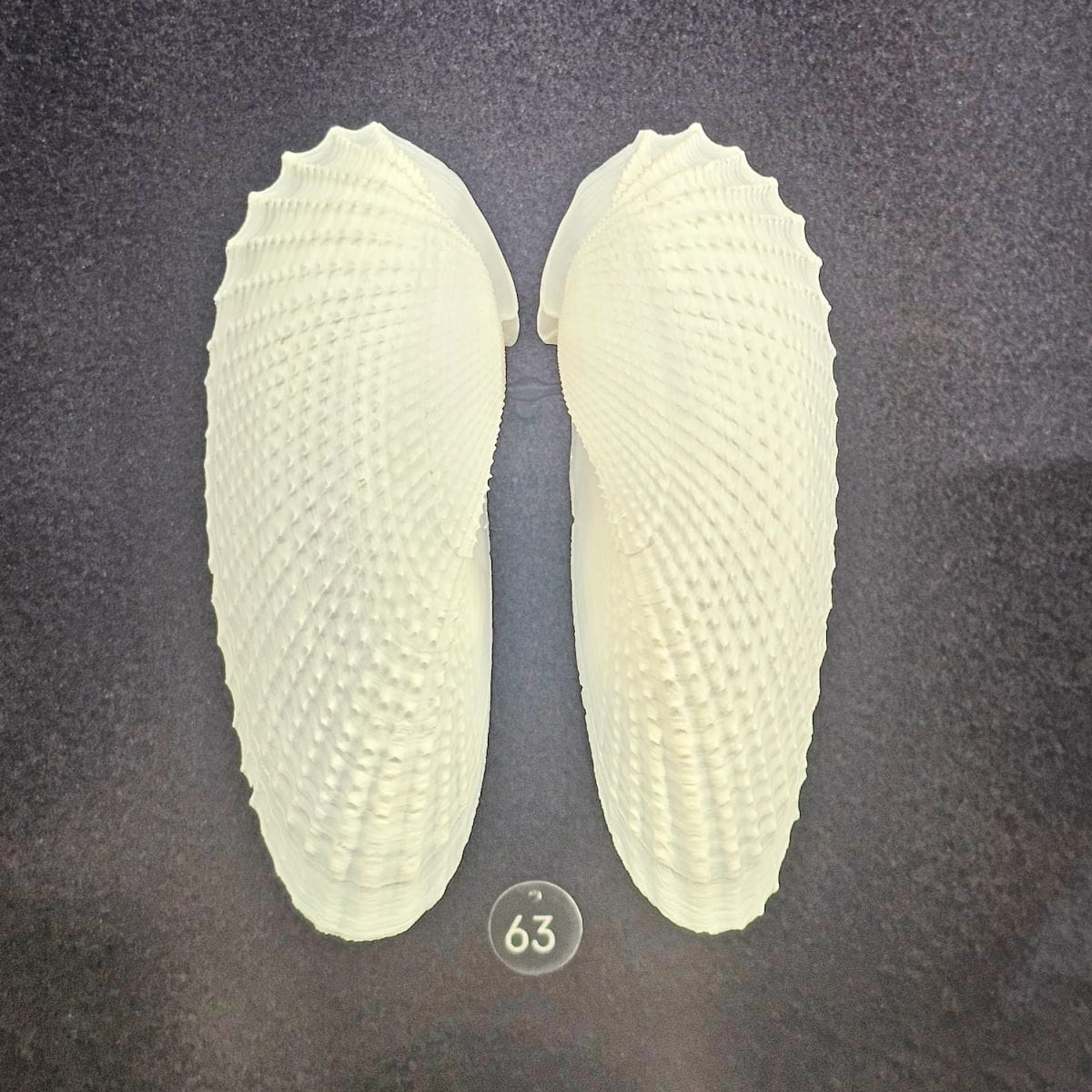 Angel Wing Shells on a dark background