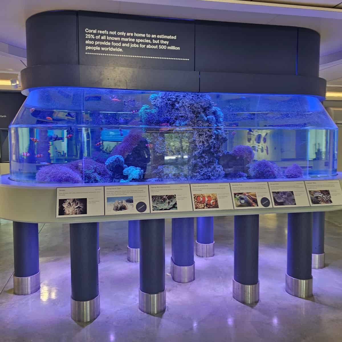 Aquarium with a coral reef inside, fish, and display pictures with the names of the species inside, sitting on multiple large pole legs to keep it at eye level