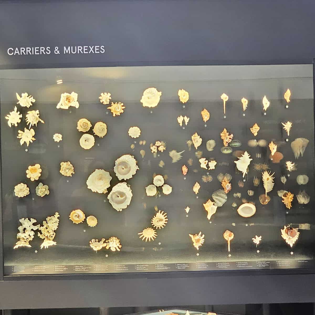 Carriers and Murexes display with all different shells behind glass