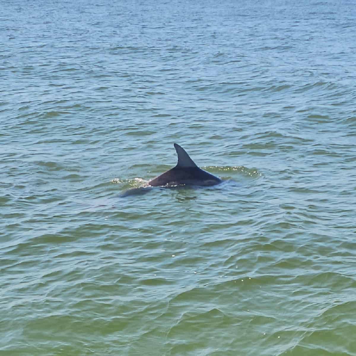 dolphin coming out of the water