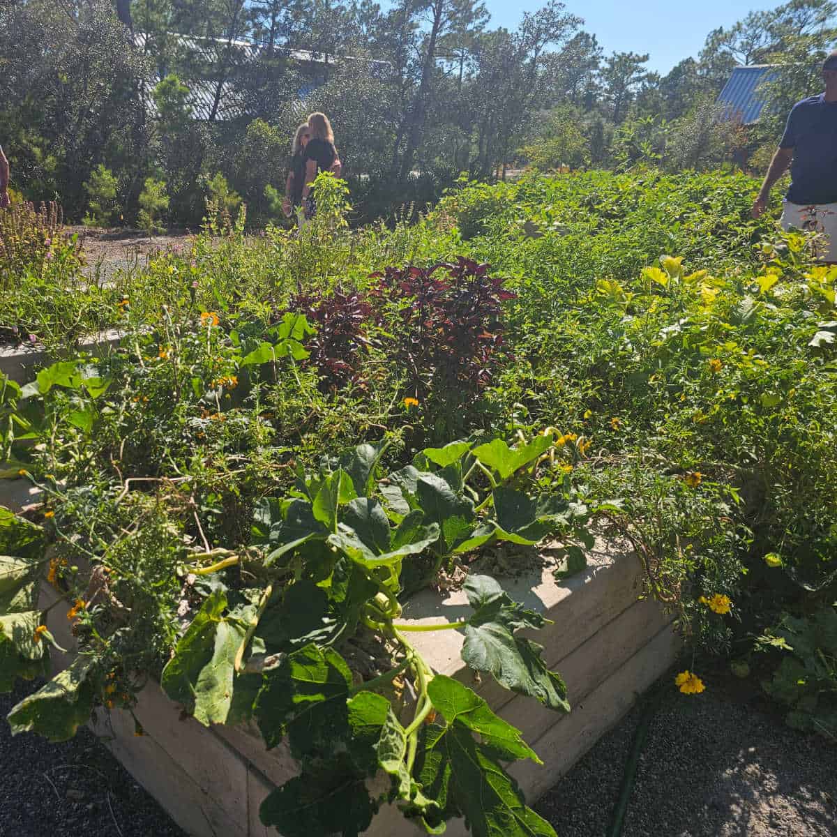 raised garden with an abundance of produce and leaves in it
