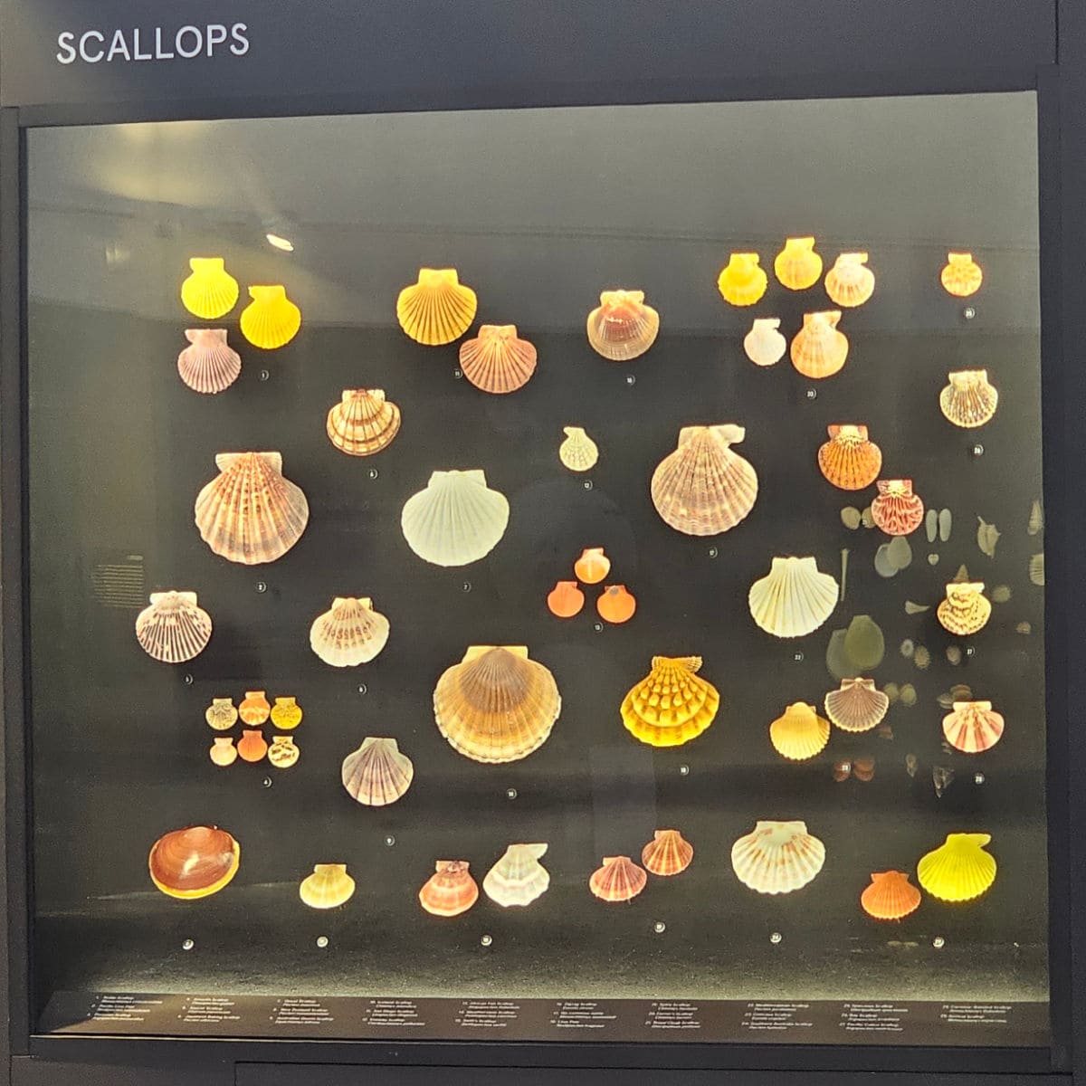 Scallops from tiny to large on display in the shell museum