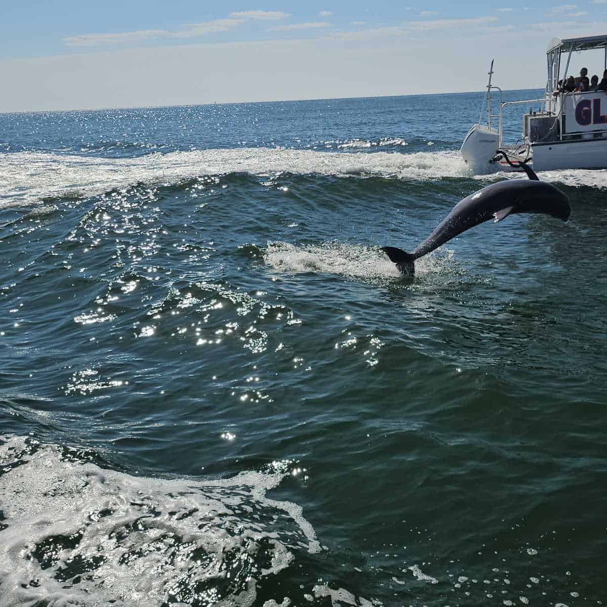 dolphin leaping out of the water with a boat in the background