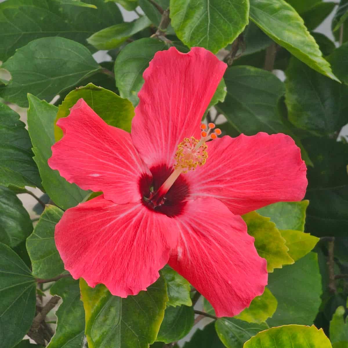 bright red hibiscus flower in bloom surrounded by green leaves