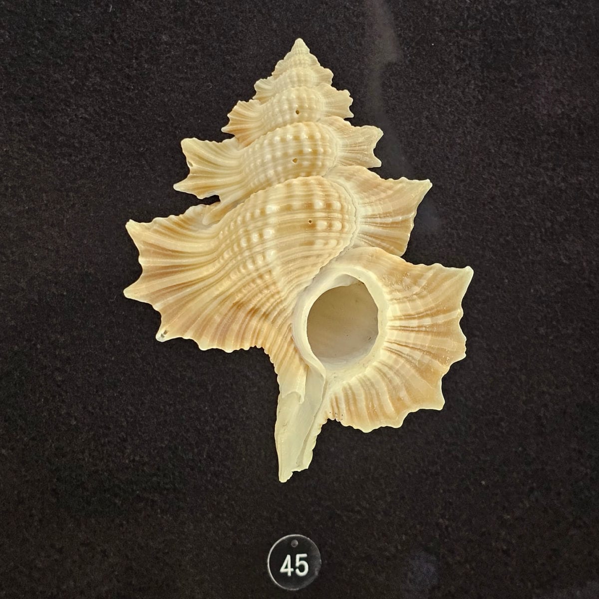 murex shell with flared sides and gorgeous pattern