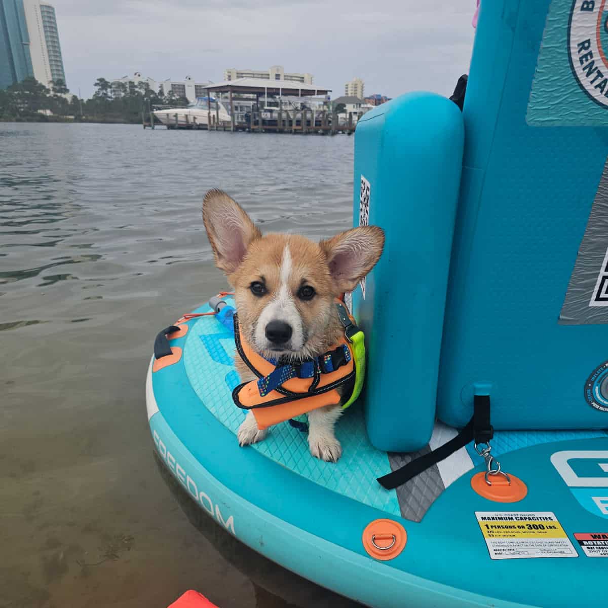 small dog on the side of a cirlce boat with a boat dock behind on the water