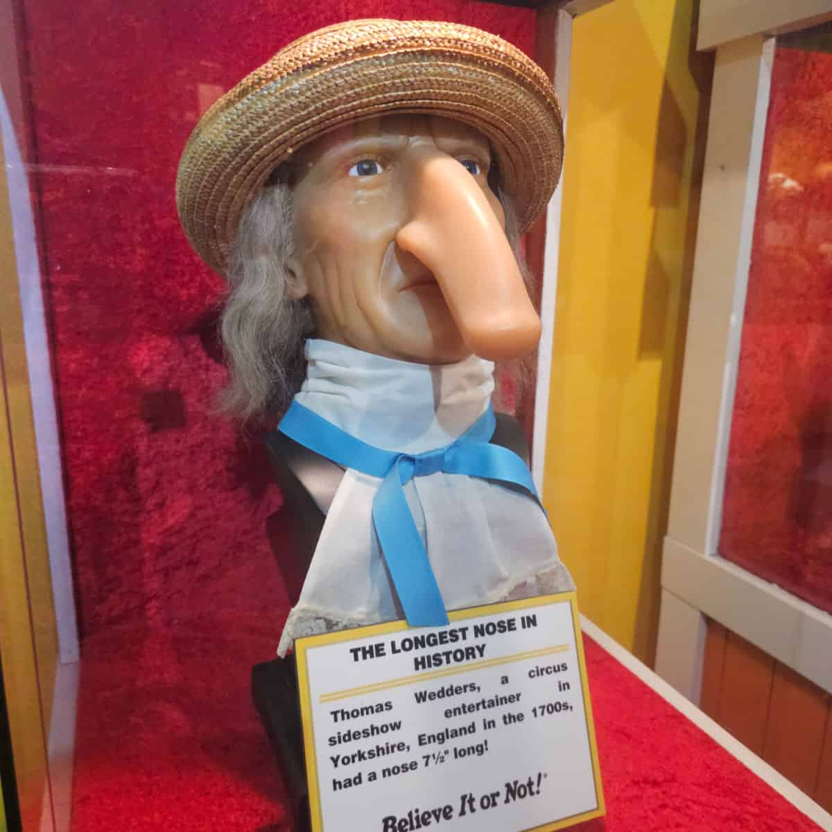 Model of a man with the longest nose in history, sign below the head with information