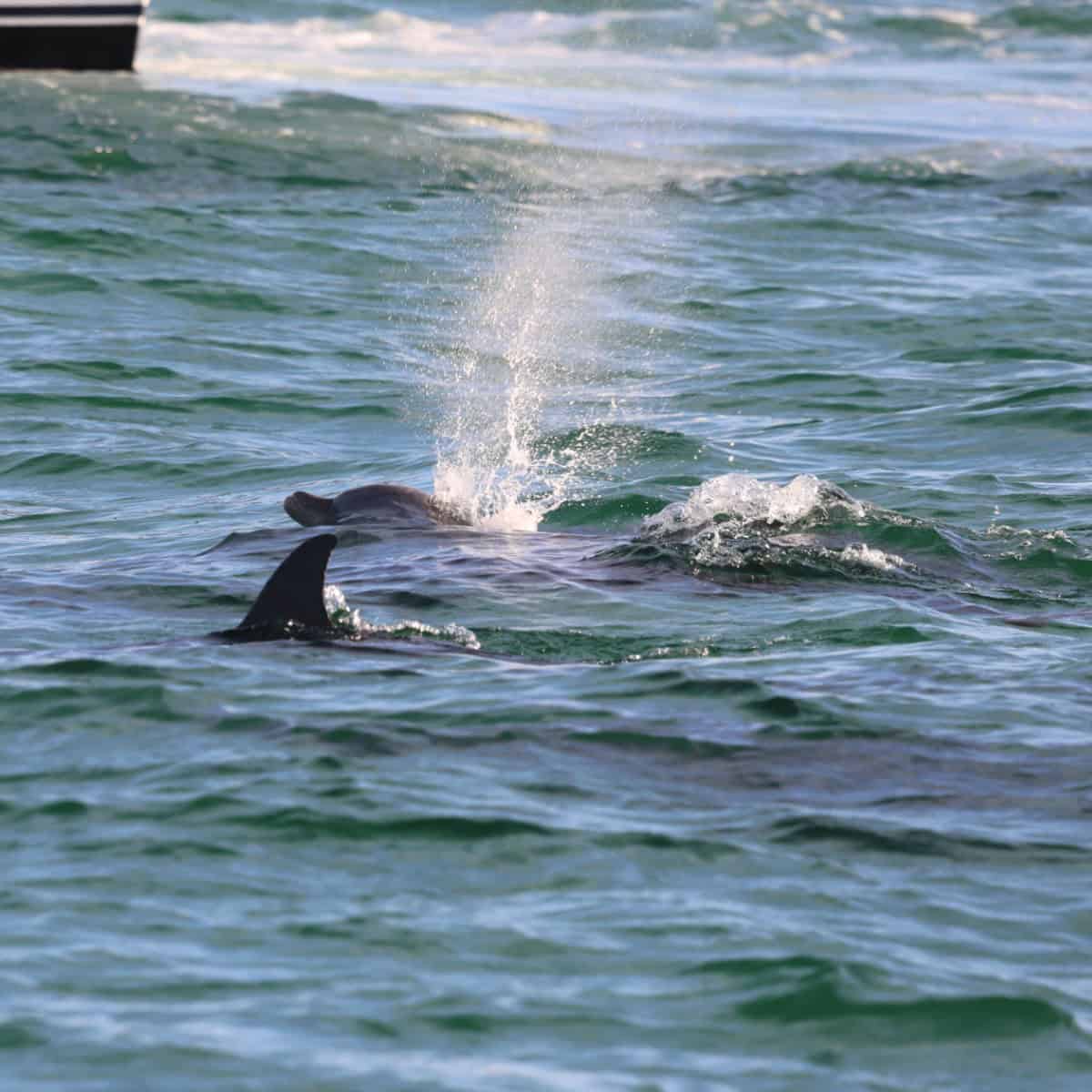 dolphins coming out of the water