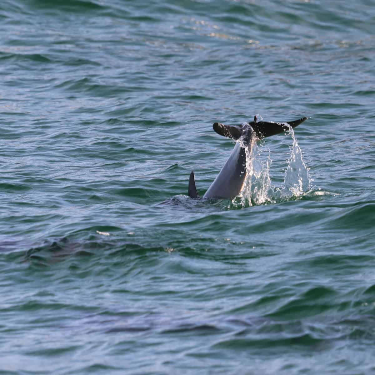 Dolphin tail and dorsal fin coming out of the water