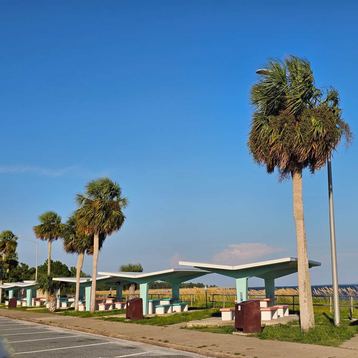 tall palm trees over retro picnic areas with covers