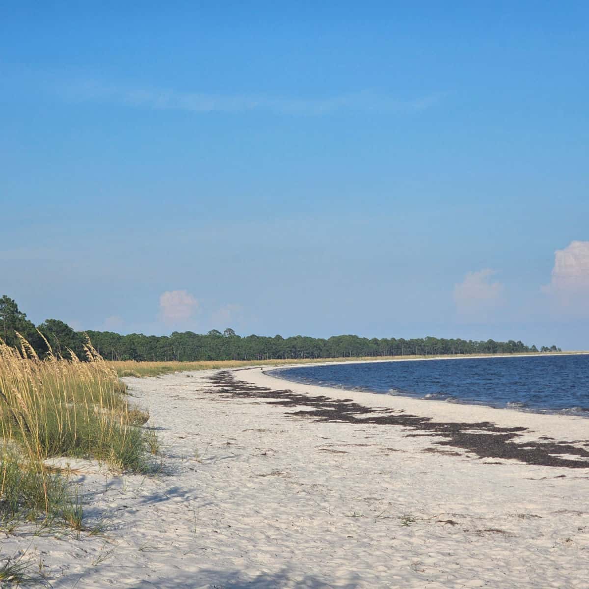 white sand beach with sargassum along it, Gulf water on one side, sand dunes and sea oats on the other